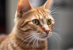 ¿Pensando viajar y no sabes dónde dejar a tu gato?: Conozca aquí cómo elegir el hotel ideal para tu mascota