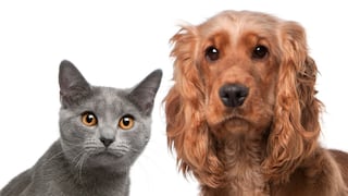 Gatos son más susceptibles que perros a contraer coronavirus y contagiarlo a sus congéneres | VIDEO
