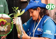 Aconsejan descartar el agua de floreros y usar arena húmeda para frenar dengue