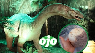 Oficiales de Aduanas en Italia decomisaron un huevo de dinosaurio de 159 millones de años