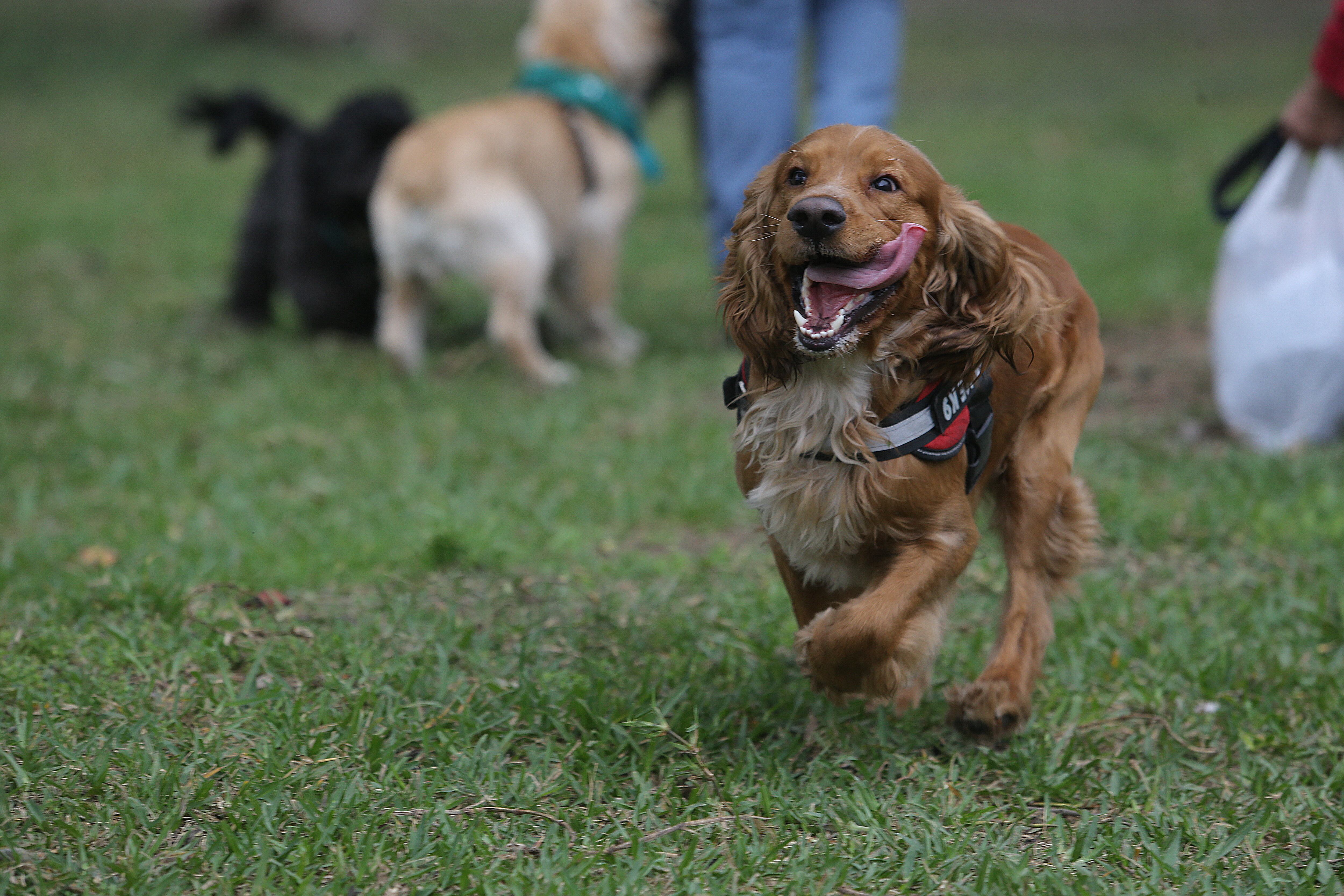 “Si no sacas a tu perro se va a estresar, subirá de peso y tendrás a un animal con problemas de salud", alertó el veterinario. (Fotos: Alessandro Currarino/El Comercio)
