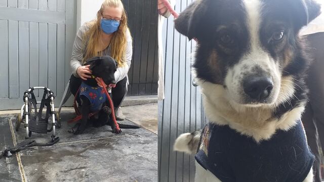 Falso fiscalizador intentó multar con 6 mil soles a mujer para no llevarse a sus perros rescatados de la calle
