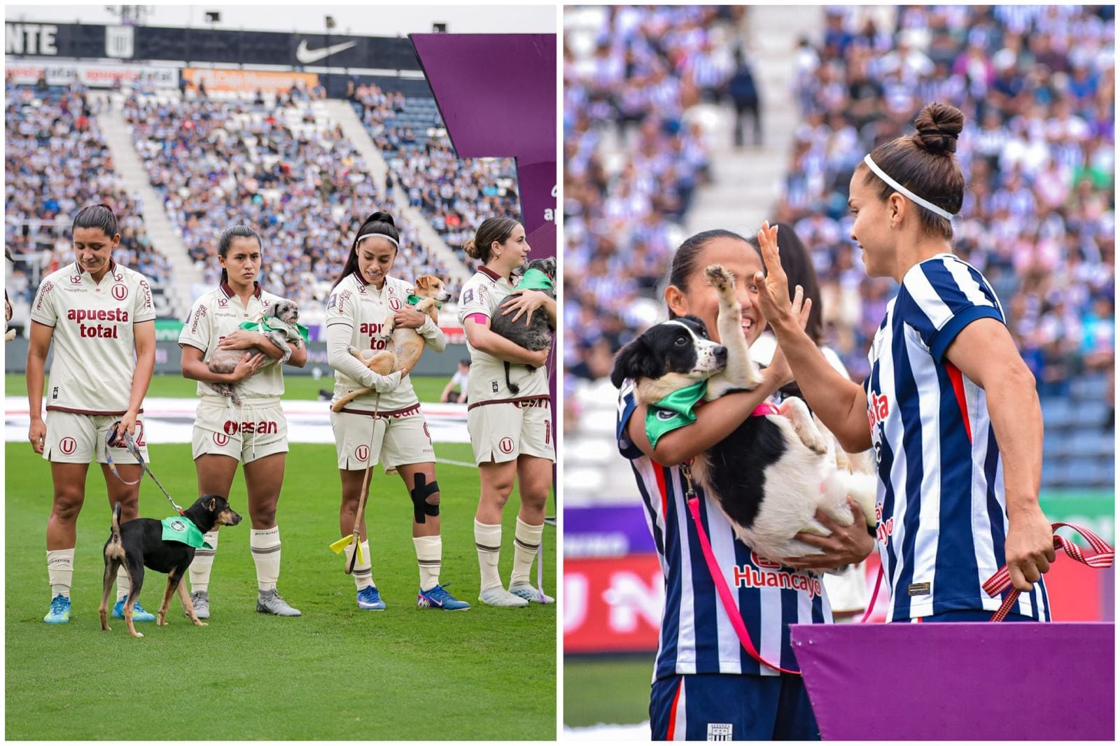Se activó iniciativa para perros rescatados en la Liga Femenina. (Foto: Difusión)