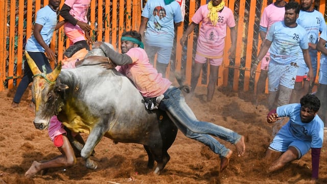 Tradicional fiesta taurina, en que se intenta domar toros, acaba con un muerto y decenas de heridos
