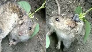 Planta creciendo en espalda de rata causa conmoción (FOTOS Y VIDEO)
