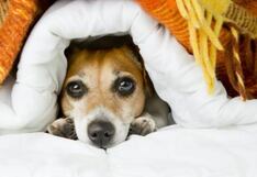 Como proteger a los perritos del frío