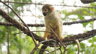 OMA: Conoce a la organización que tiene a cargo el zoológico que rescata y alberga animales silvestres