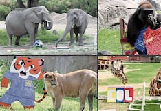 Elefantes, gorilas, puma y jirafa se la juegan en plena fiebre mundialista