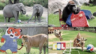 Elefantes, gorilas, puma y jirafa se la juegan en plena fiebre mundialista