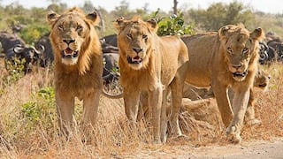 ​Manada de leones se comió a un cazador y solo dejaron su fusil