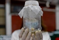 Los mismos zancudos combatirán al dengue