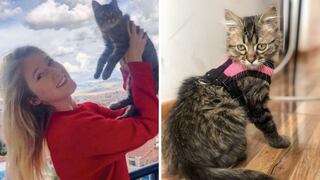 ¡Vida para Lee!: Gato peruano se salva de la eutanasia tras una ardua audiencia en Bélgica 