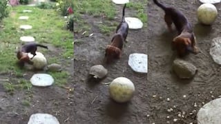 Un perro salchicha y una tortuga se enfrentan en el partido de fútbol más adorable del Internet
