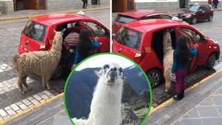Captan a llama "tomando" un taxi en la ciudad en Cusco (VIDEO)