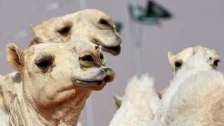 Inyectan bótox a labios de camellos para que ganen certamen de belleza