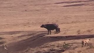 YouTube: Mamá búfalo salva a su cría de hambrientos leones (VIDEO)