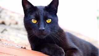 Conoce cómo nace la creencia de que los gatos negros dan mala suerte