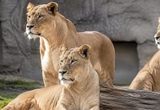 Golpe de calor mata a tres leonas en zoológico y buscan salvar a otros felinos