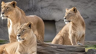 Golpe de calor mata a tres leonas en zoológico y buscan salvar a otros felinos