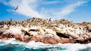 Reserva Nacional de Paracas cumplió 47 años conservando el ecosistema marino: Admira su belleza