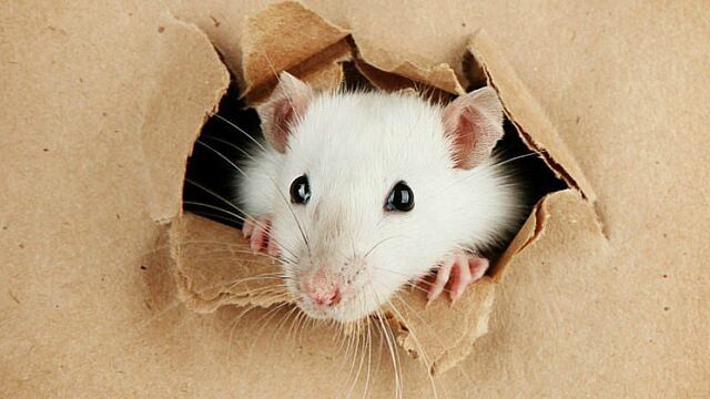 ¿Soñaste con ratas o ratones? ¡Esto significa!