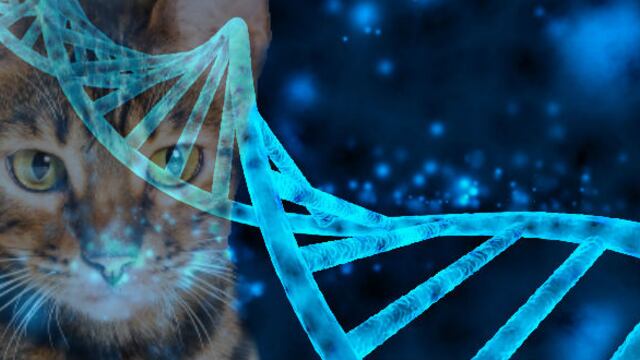 Gatos toman ADN de escenas del crimen y ayudan a descubrir cómo se cometieron delitos