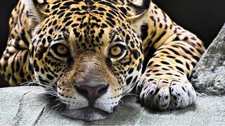 Animales: un jaguar aparece por primera vez en el centro de Colombia 