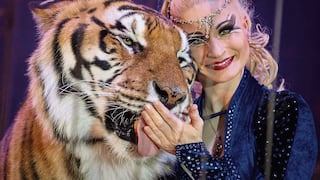 Manso tigre escapa de su refugio y Policía lo mata en vez de dormirlo con tranquilizantes