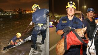 Rescatan a tierno perrito que quedó atrapado en el río Rímac (FOTOS)