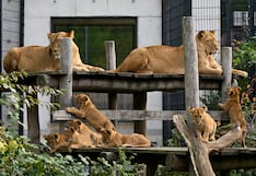 Mamás leonas crían juntas a sus 12 bebés leoncitos, todos del mismo padre