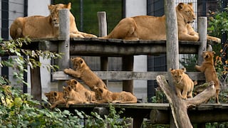 Mamás leonas crían juntas a sus 12 bebés leoncitos, todos del mismo padre