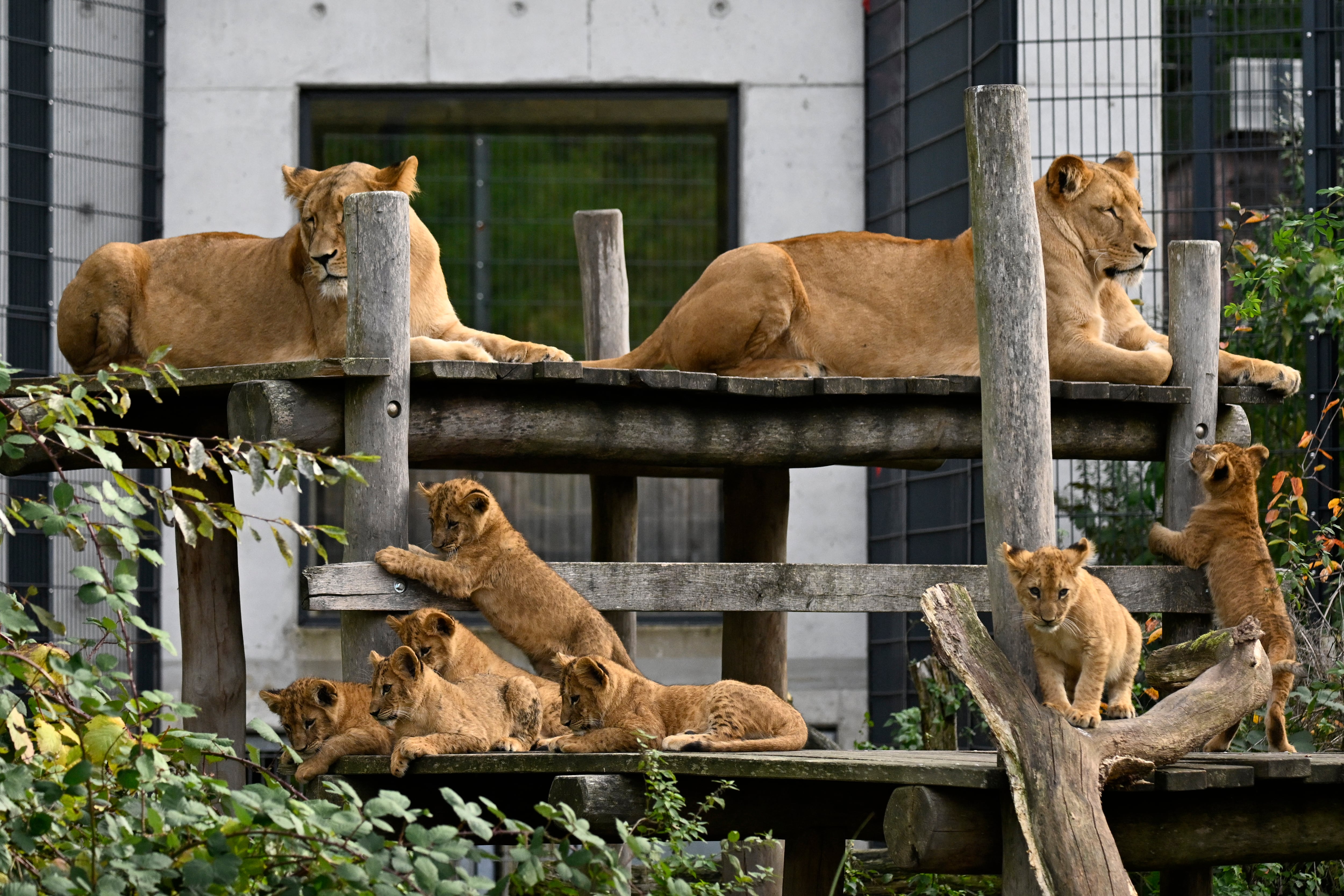 Leonas y leoncitos son la principal atracción entre los asistentes al zoológico de Dortmund, en el oeste de Alemania.(Foto de Ina FASSBENDER / AFP)