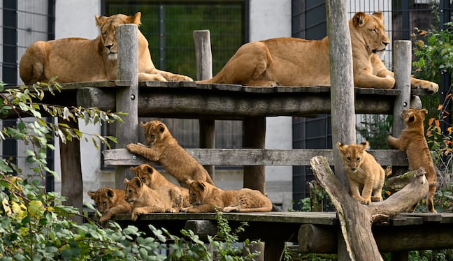 Leonas y leoncitos son la principal atracción entre los asistentes al zoológico de Dortmund, en el oeste de Alemania.(Foto de Ina FASSBENDER / AFP)