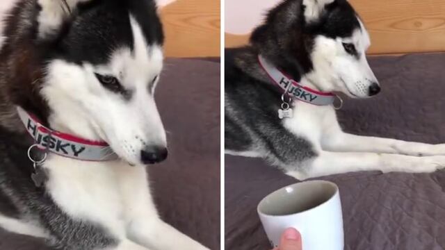Joven le acerca una taza de té a su perro y este reacciona de una forma divertida