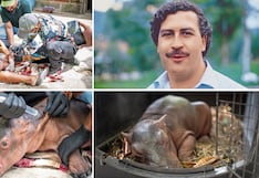 Rescatan y salvan a hipopótamo bebé de la manada del capo Pablo Escobar