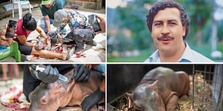 El pequeño hipopótamo ha sido llevado al hoy llamado Parque Temático Hacienda Nápoles, que fue la Hacienda Nápoles del capo Pablo Escobar.