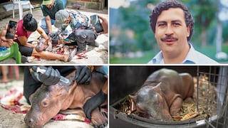 Rescatan y salvan a hipopótamo bebé de la manada del capo Pablo Escobar