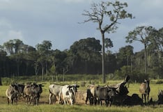 Familias ganaderas transforman la producción para proteger la biodiversidad en Madre de Dios