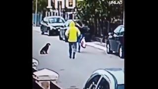 Youtube: perro callejero frustra robo tras tremenda reacción (VIDEO) 
