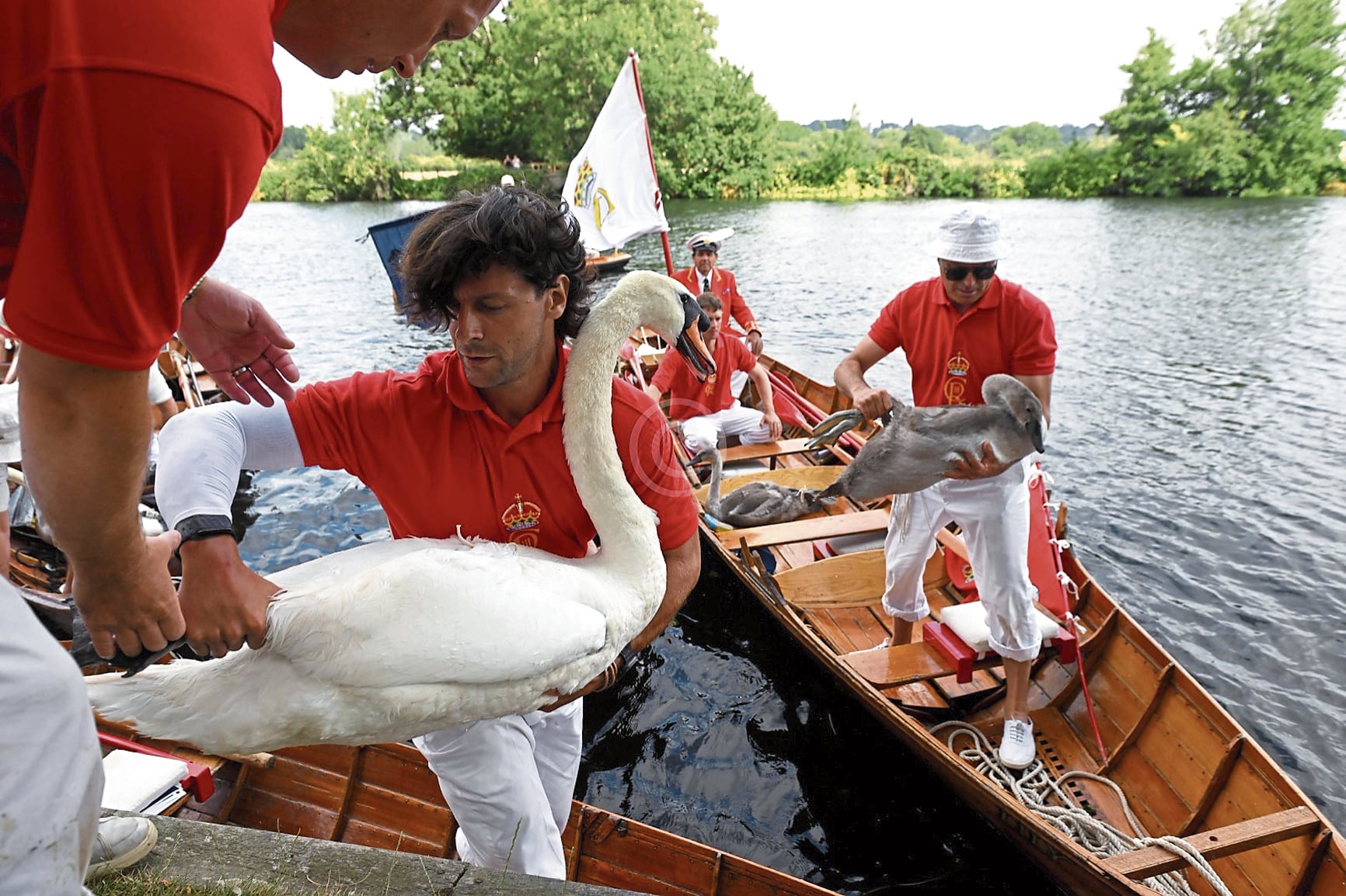 Los cisnes son censados en el río Támesis y, como animales silvestres, con propiedad del rey Carlos III.