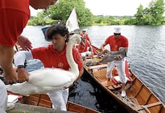 Atrapan a cisnes y los sueltan tras censarlos y verificar su estado de salud