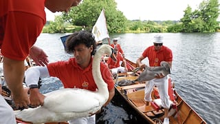 Atrapan a cisnes y los sueltan tras censarlos y verificar su estado de salud