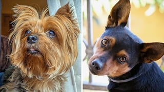 Un pinscher y yorkie dan a luz una hermosa raza de canes miniatura