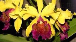 Conozca los detalles de la XII Exposición Internacional de Orquídeas