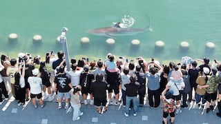 Tiburón se convierte en un fenómeno turístico y cultural y no logra volver al mar abierto