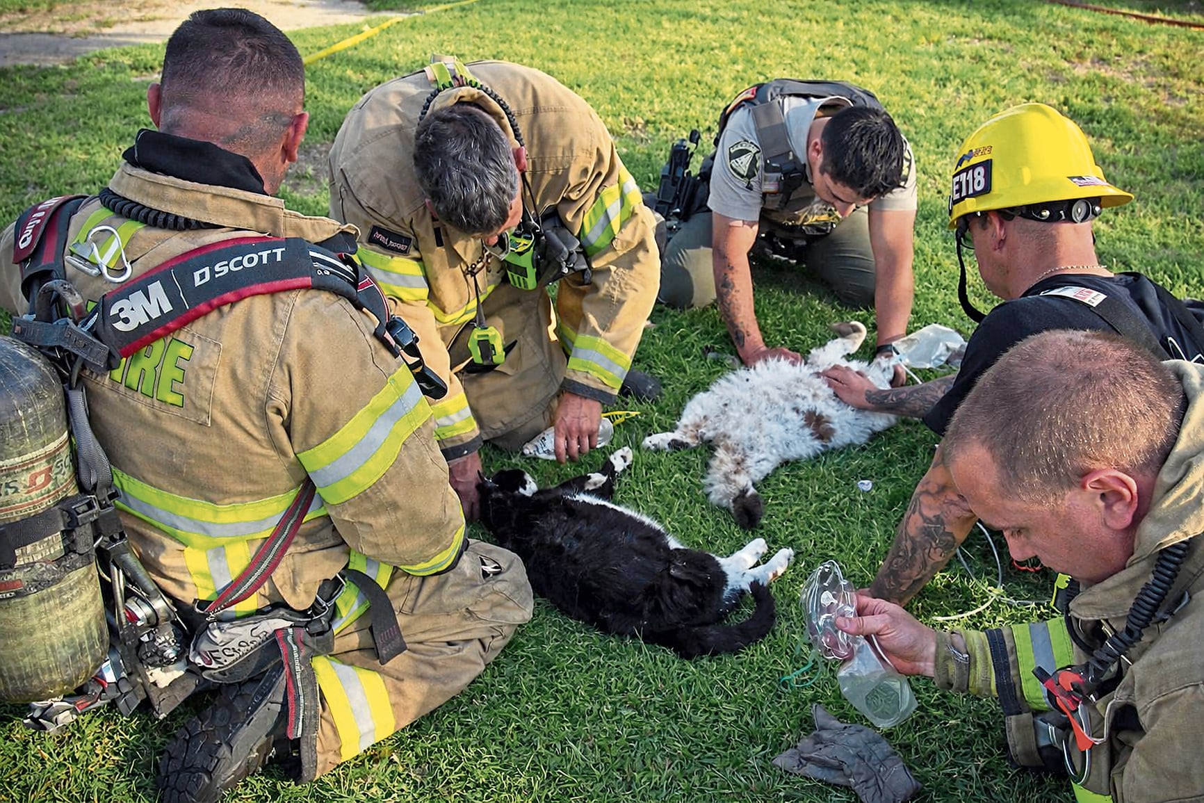 Los bomberos salvaron a los gatos y reciben muestras de afecto de todo el mundo por su noble acción.