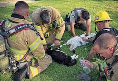 Bomberos salvan a la vida a gatos desmayados en incendio por inhalación de humo
