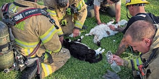 Los bomberos salvaron a los gatos y reciben muestras de afecto de todo el mundo por su noble acción.