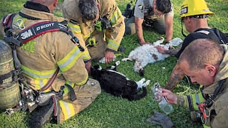 Bomberos salvan a la vida a gatos desmayados en incendio por inhalación de humo