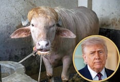 Búfalo albino es igualito al presidente Donald Trump y le ronda “pena de muerte”